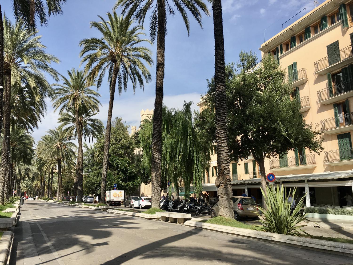 Palma