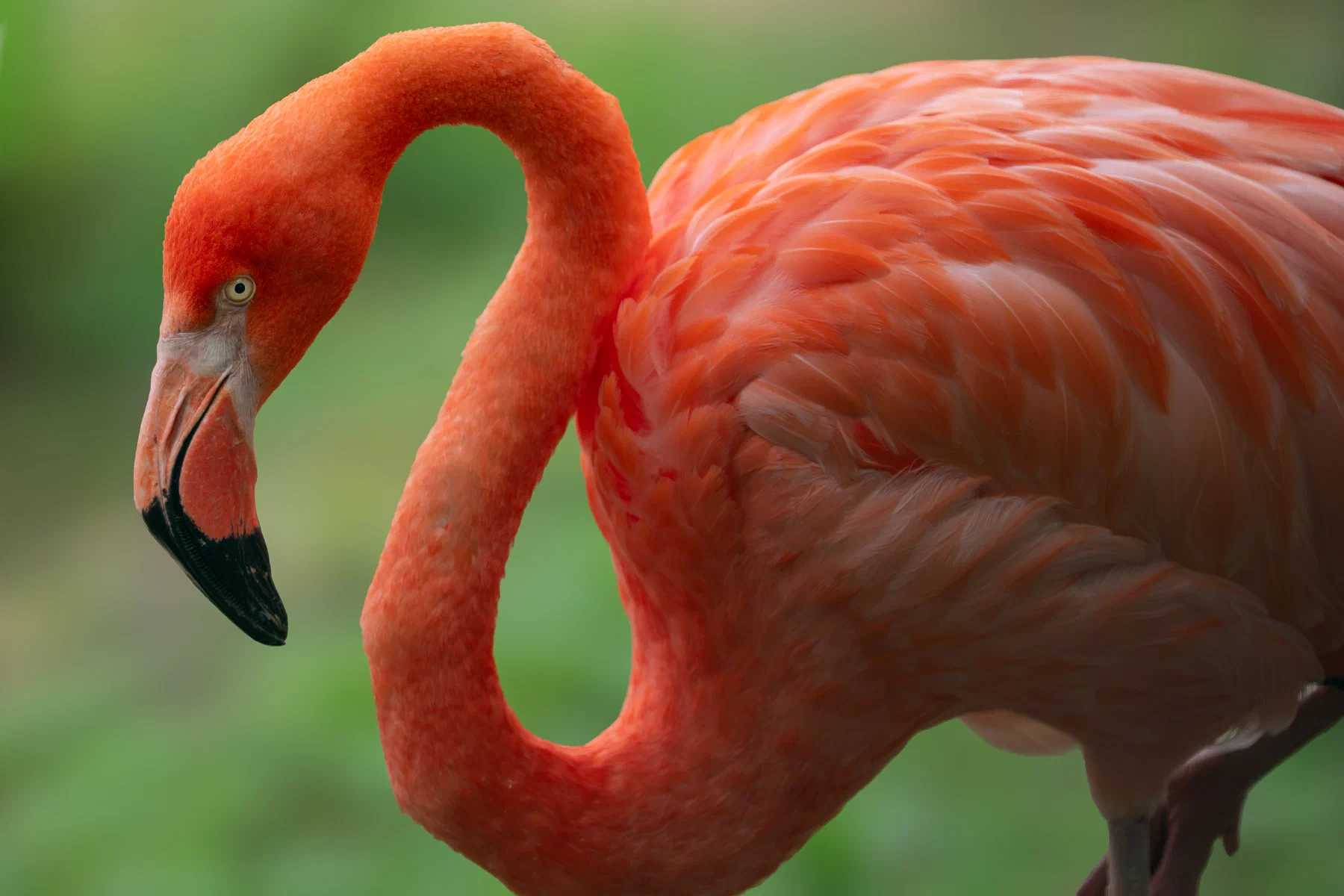 Rīgas Zoo — 2