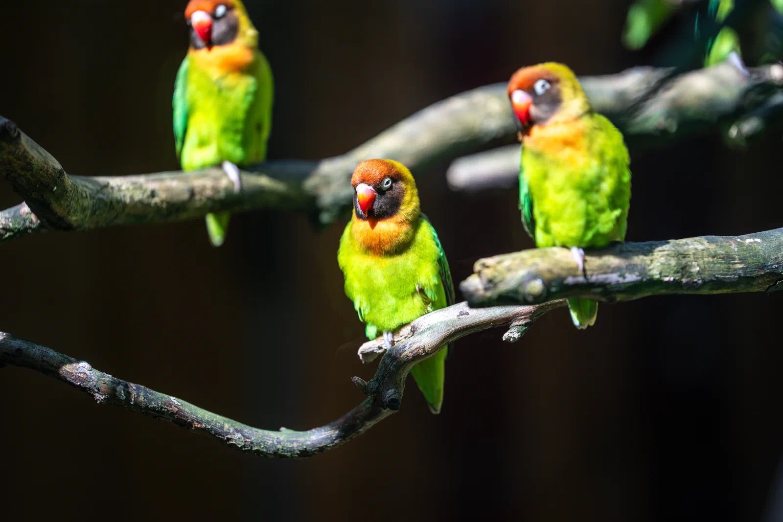 Rīgas Zoo 3